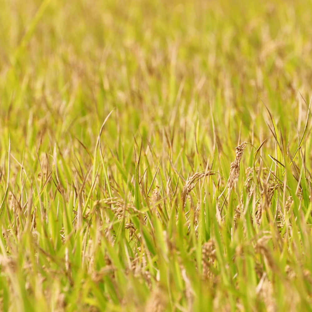 Rice-production material stream
